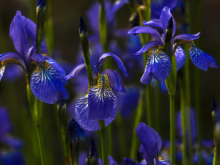 When and how to plant Siberian iris in spring, summer, autumn