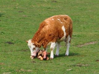 Cuidar una vaca después del parto.