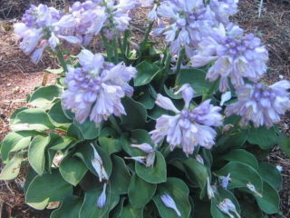 Hosta: planting and care in open ground in spring, autumn, photo, video