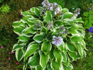 Hosta Vaid Brim: fotografia a popis odrody