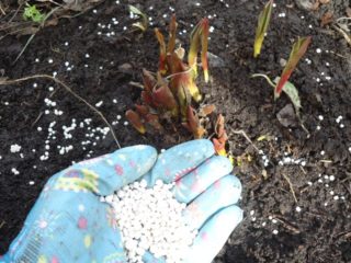 Fertilizing tulips: in spring and autumn, types of fertilizers
