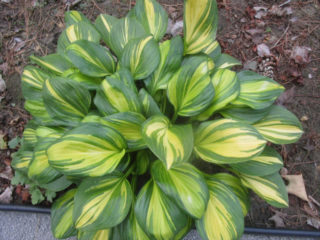 Hosta Rainforest Sunrise: الوصف + الصورة