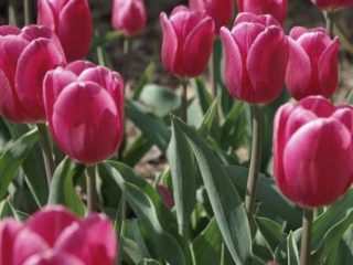 Ako zasadiť cibuľky tulipánov do kvetináča: jeseň, jar, nútenie doma aj vonku