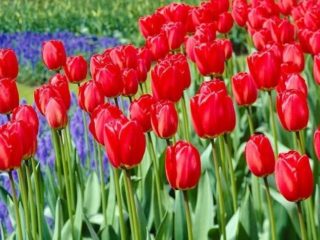 Menanam tulip di rumah hijau sebagai perniagaan