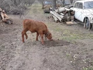 Prečo býci jedia zem?
