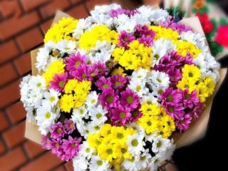 Chrysanthemums have given roots in a vase: how to plant from cuttings