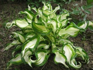 Vlnitá hosta Mediovariegata: fotografie a popis, recenzie