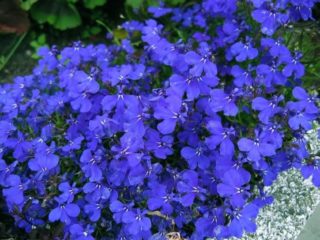 Lobelia ampelous Sapphire: foto en beschrijving