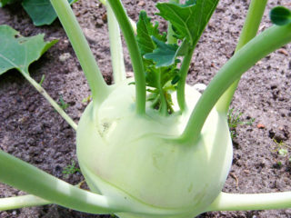 Kohlrabi cabbage: growing in open ground with seedlings and seeds
