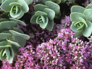 Evers' sedum: fotografia, popis, výsadba a starostlivosť, pestovanie