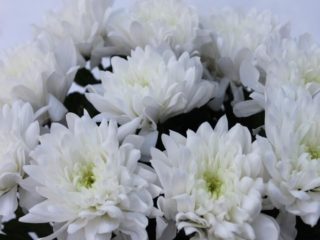 Chrysanthemum Baltika: photo, planting and care, reproduction