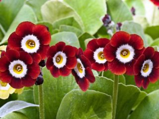 Primrose aurica: odrody a druhy s fotografiami