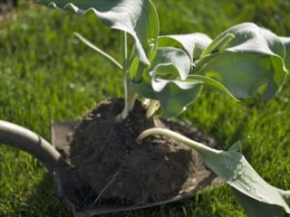 Is it possible to replant tulips in the spring before flowering?