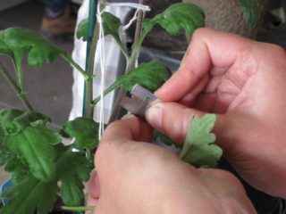 Hoe chrysanten te snijden in het voorjaar