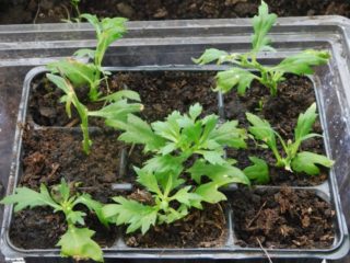 Hoe je chrysanthemum thuis uit zaden kunt laten groeien
