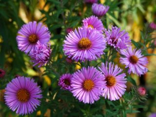 Americká (New England) aster: výsadba a starostlivosť, pestovanie