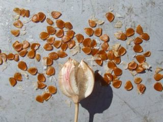 How to grow tulips from seeds at home