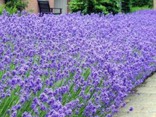 Lavanda Angustifolia: fotos y descripciones, variedades, reseñas.