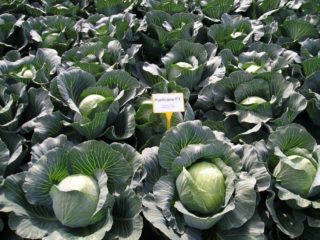 Repollo huracán: descripción, plantación y cuidado, revisiones.