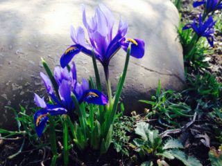 ¿Cuáles son los nombres de las flores que parecen lirios?