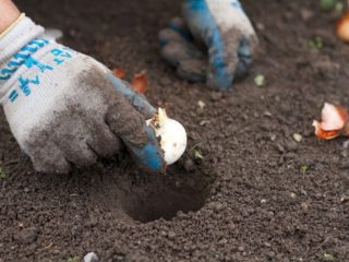 Tulips: when and how to plant bulbs in spring