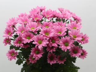 Spray chrysanthemum Bacardi: white, yellow, pink and other varieties