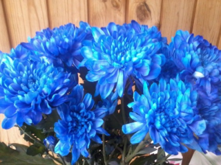 Blue chrysanthemums: how to paint them yourself