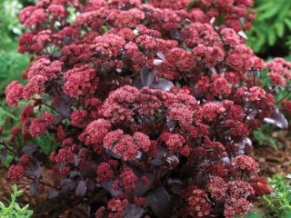 Sedum prominent: photo, planting and care in open ground, propagation
