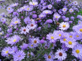 Heather aster (cobertura del suelo): plantación y cuidado, foto.