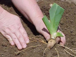 How iris propagates: methods, timing, tips