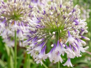 Agapanthus: planting and care in open ground