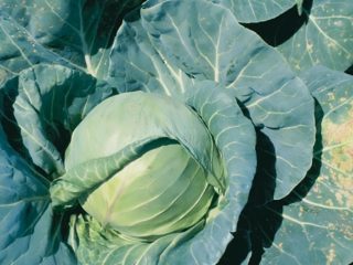 Larsia cabbage: description, planting and care, reviews