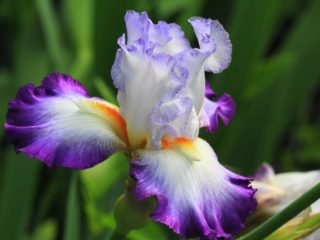 How and when do irises bloom: timing, period and characteristics of flowering