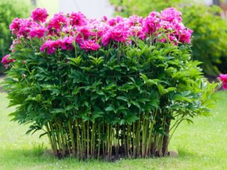 Peony ITO-hybrid: description, best varieties, photos, reviews