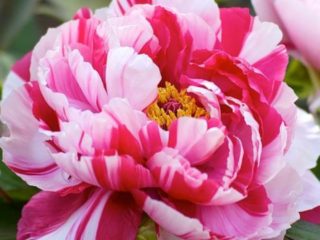 Tree peony: photos and descriptions of varieties