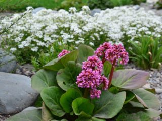Cuándo trasplantar bergenia en otoño, cuidados y cómo podar para el invierno.