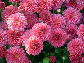 Chrysanthemum grandiflora: penanaman dan penjagaan, penanaman, foto