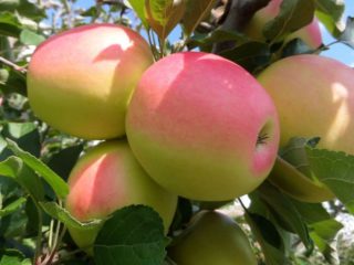 Apple tree Northern Sinap: description, care, photos, keeping quality and reviews