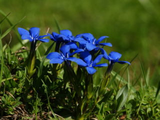 Spring gentian: photo and description