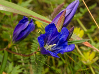 Gentian pulmonary: photo and description