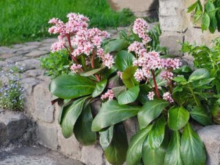 Reasons why bergenia does not bloom and what to do