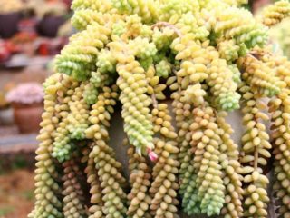 Sedum Morgana (Monkey's Tail): photo, planting and care