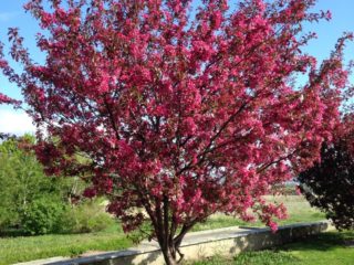 Apple tree Malinovka (Suislepskoye): description, photo, planting, reviews