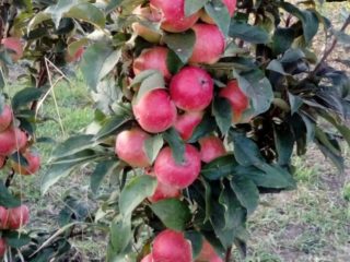 Columnar apple tree Vasyugan: description, pollinators, photos and reviews