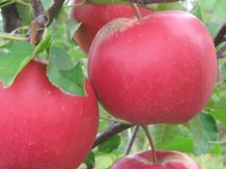 Apple tree Firebird: description, photo, cultivation, reviews