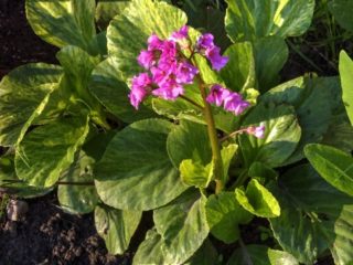 Badan Galina Serova (Galina Serova): description of the hybrid variety with photos and reviews