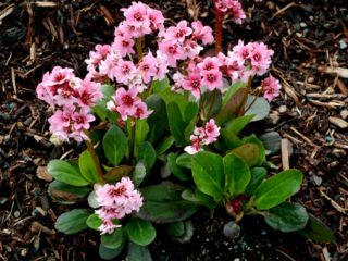 Bergenia Dragonfly Flirt (Dragonfly Flirt): photo, description of the species, planting and care
