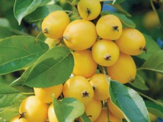 Golden Chinese apple tree: description, photo, planting, reviews