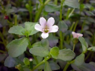Cultivo de bacopa a partir de semillas en casa: cuándo plantar plántulas, fotos, reseñas.