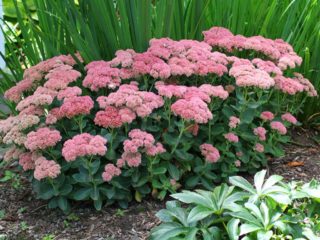 Sedum: plantación y cuidado, cultivo a partir de semillas.